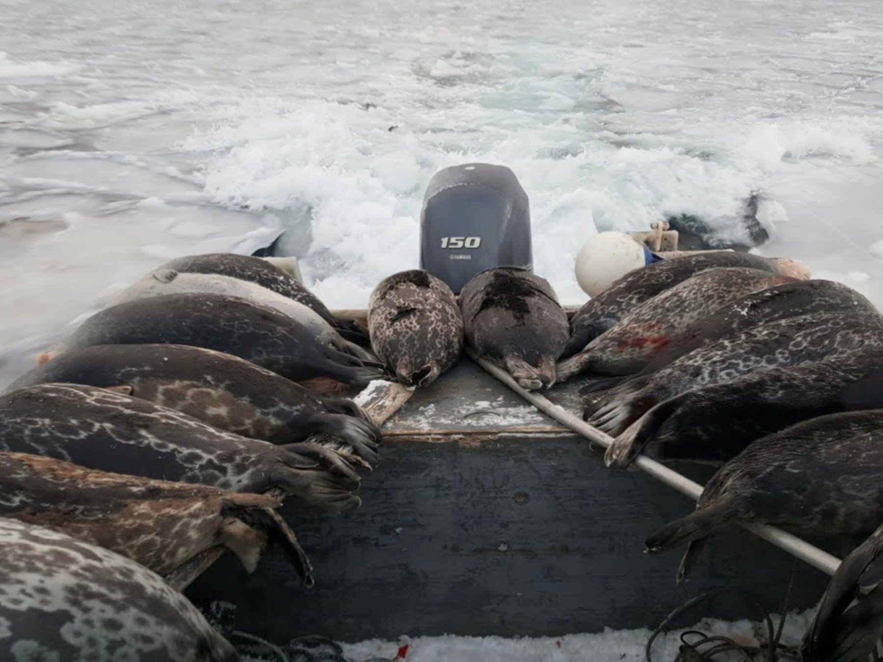 Inuit Subsistence Inuit Childhood and the Subsistence Hunt | Arctic Focus