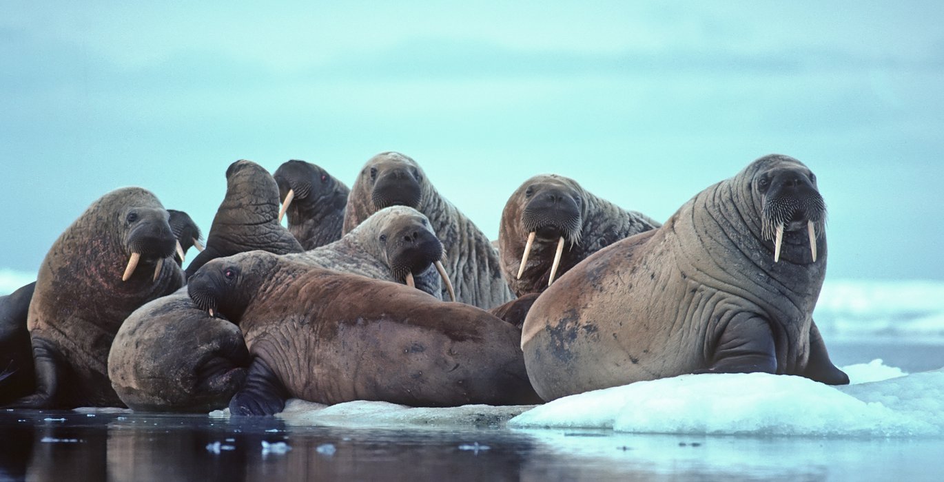 The Grim Reaper of the Arctic Ocean