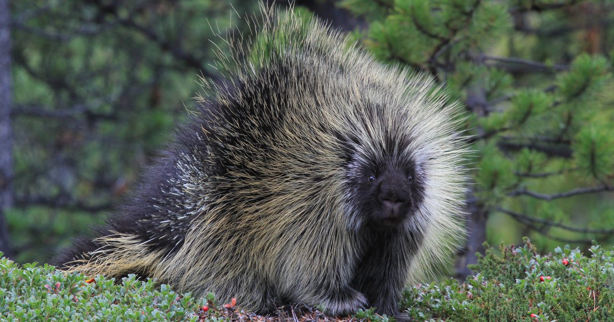 Dog Versus Porcupine: Quills Win