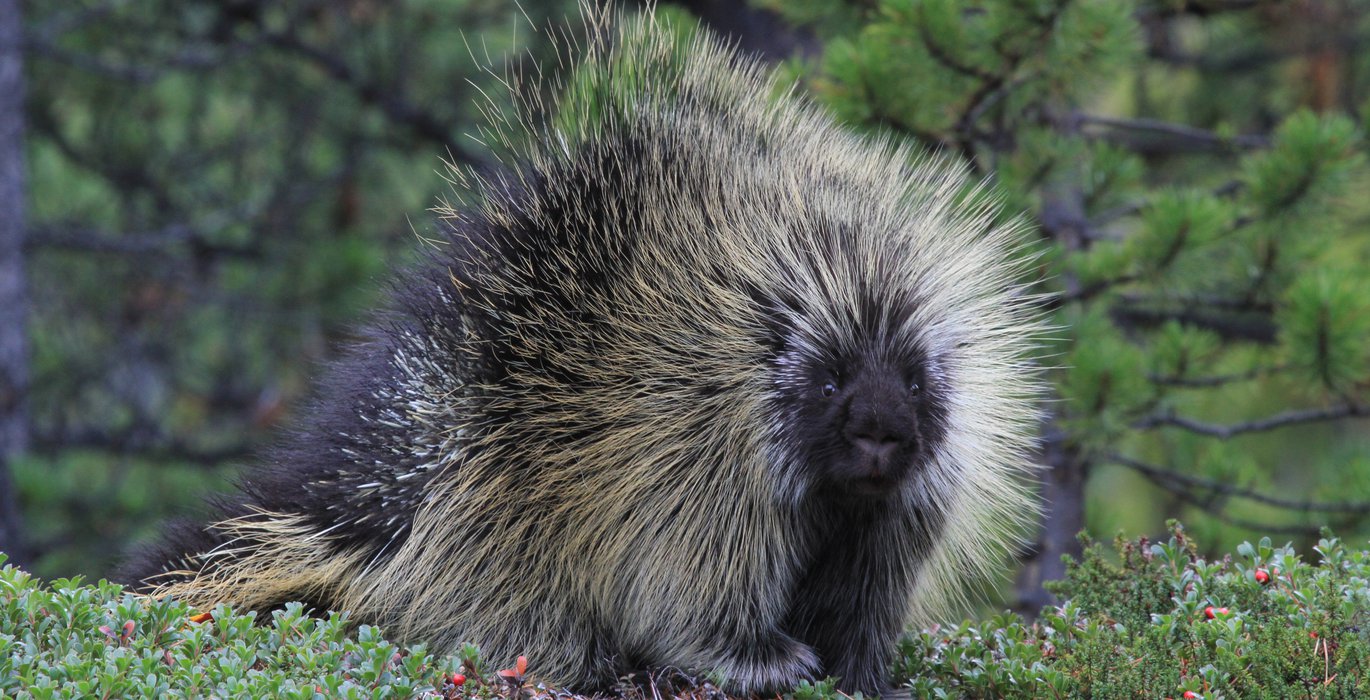 Porcupines have no defence against the quill trade – letting nature back in