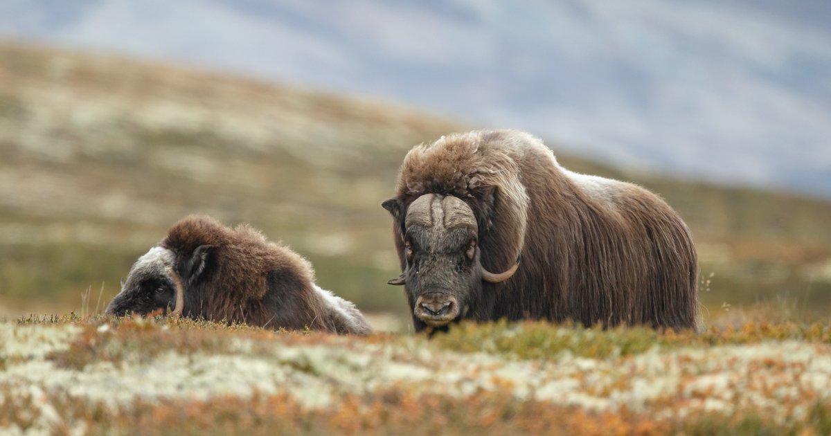 Researchers find herbivore diversity boosts tundra vegetation diversity ...