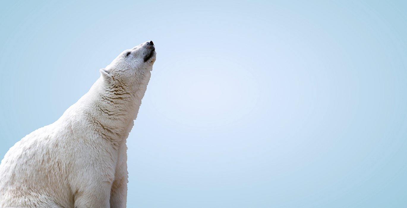 What Polar Bear Genomes May Reveal About Life in a Low-Ice Arctic