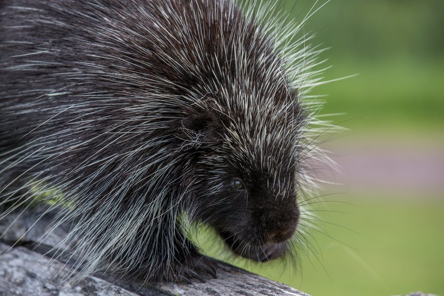 A prickly personality: Porcupine quills are a wonder of defensive