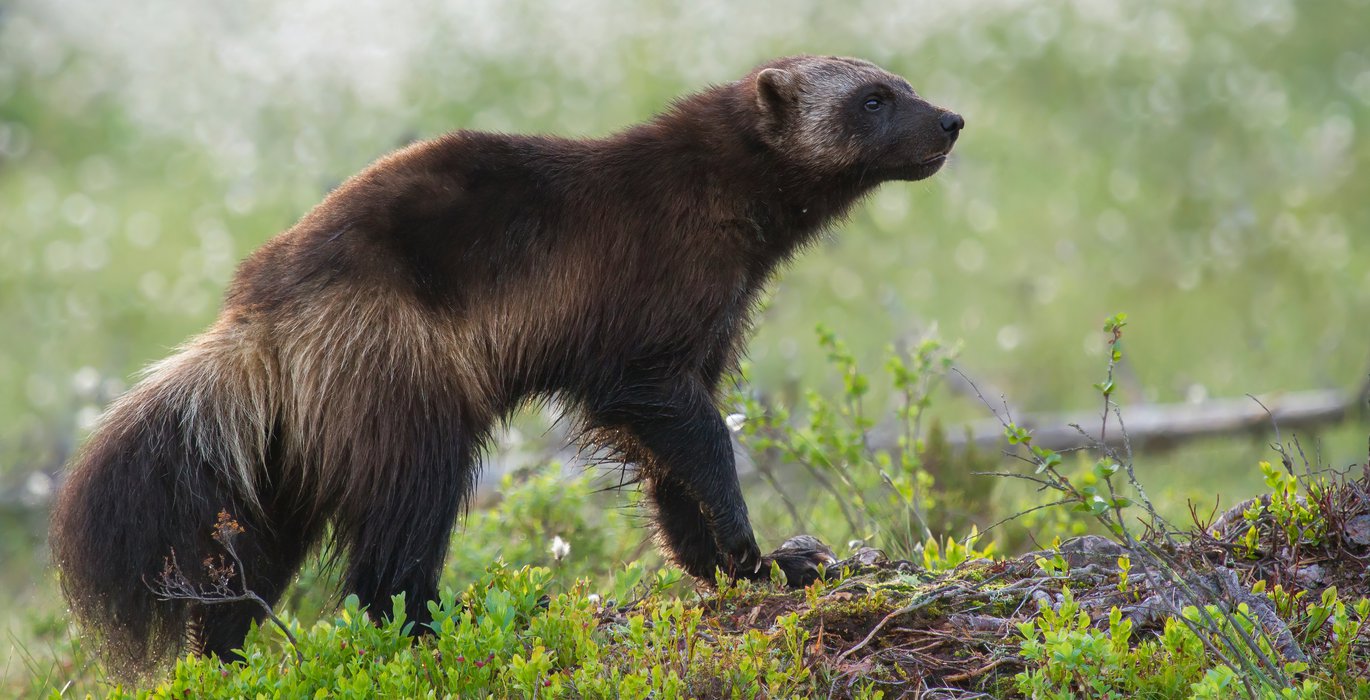 Connecting fragmented wolverine habitat is essential for their conservation  | Arctic Focus