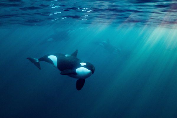 What is climate change’s impact on the snacking habits of Orcas