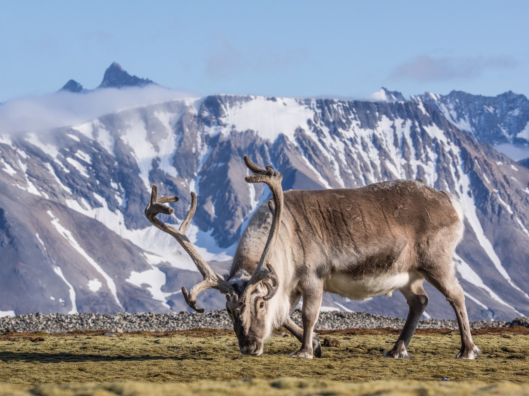 Researchers find herbivore diversity boosts tundra vegetation diversity ...