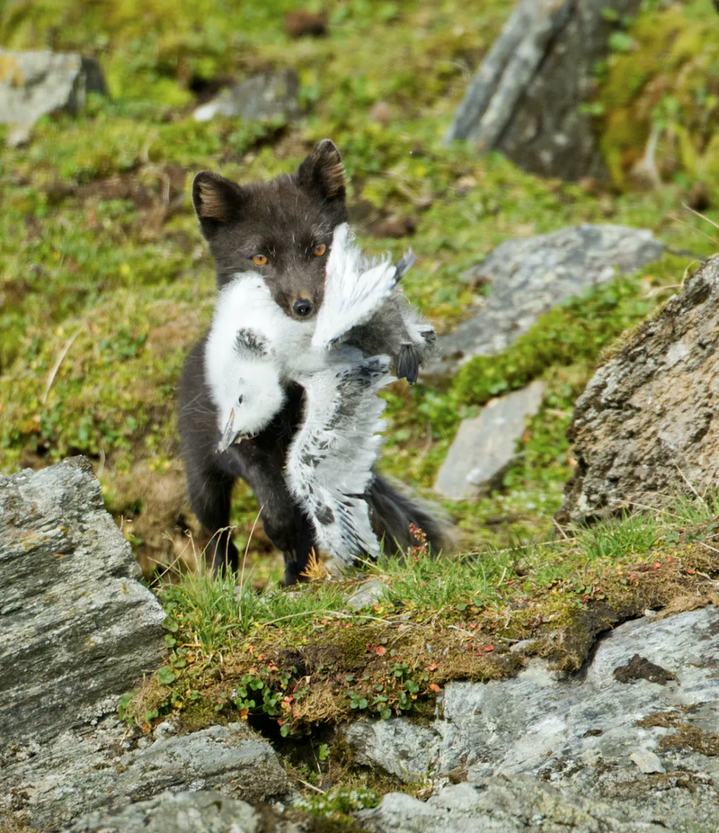 With Less Snow, Can Coat-Changing Animals Adapt Quick Enough To Avoid  Predators?