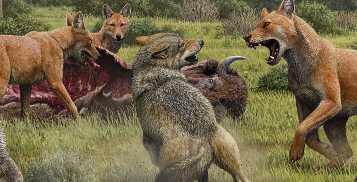 Dire wolves went extinct 13,000 years ago but thanks to new genetic ...