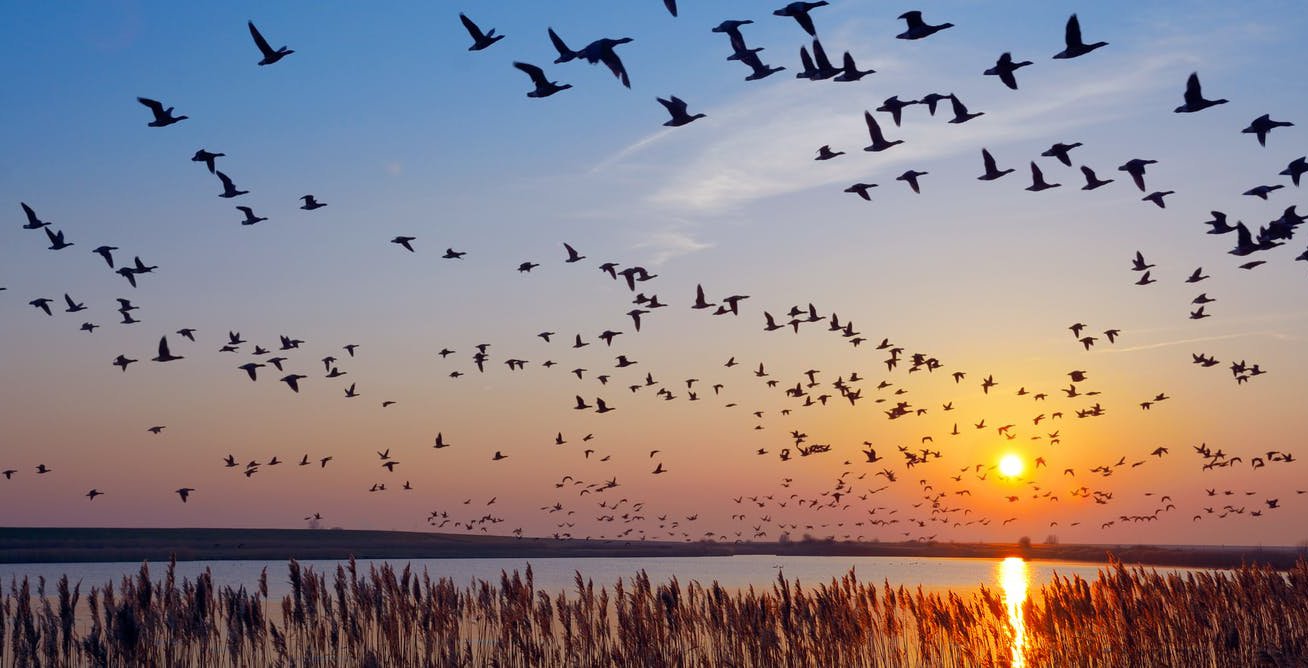 Barnacle goose, Migratory, Arctic, Tundra