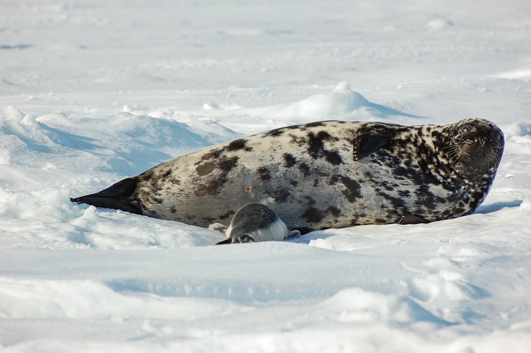 How underwater acoustics can help us better understand hooded seals
