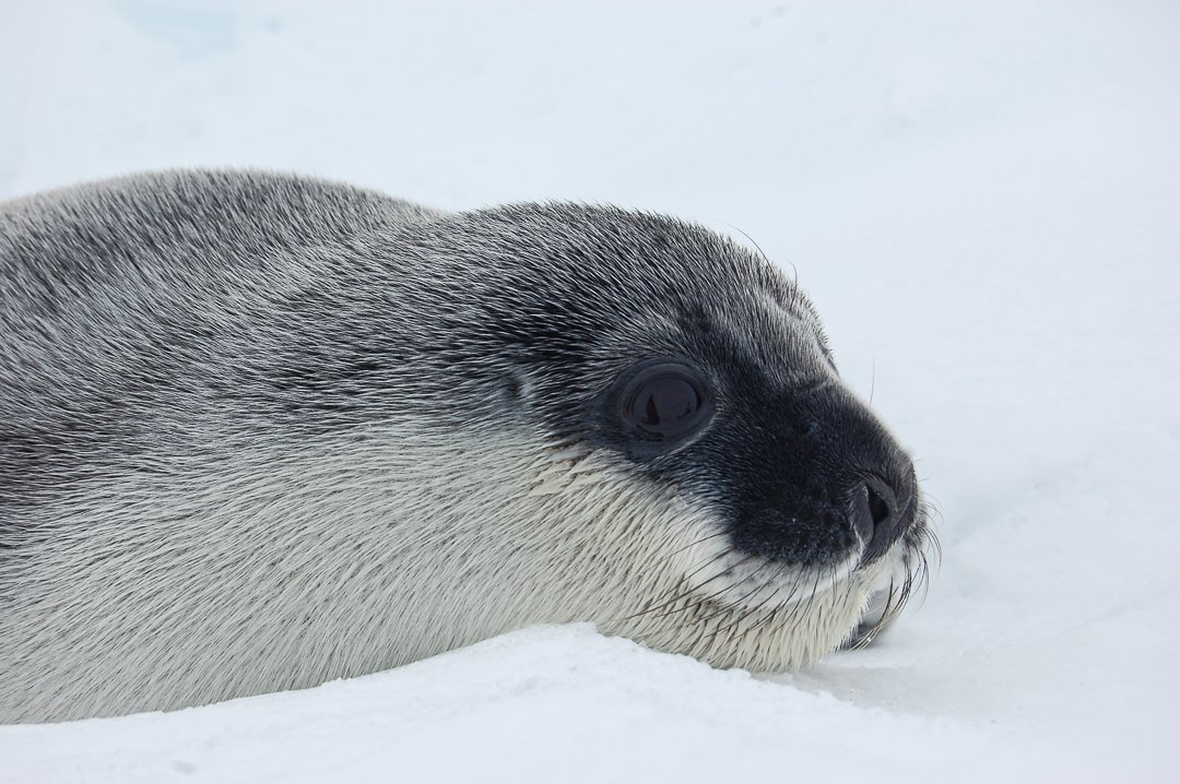 How underwater acoustics can help us better understand hooded seals