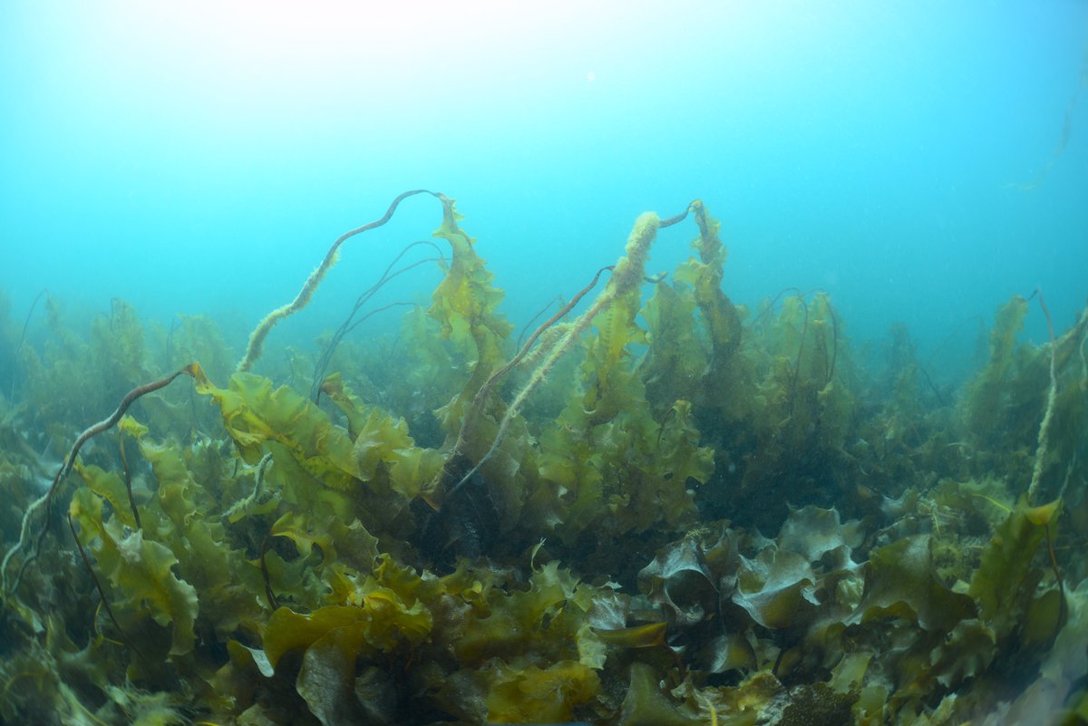 A bright future Why Arctic kelp forests may benefit from decreasing