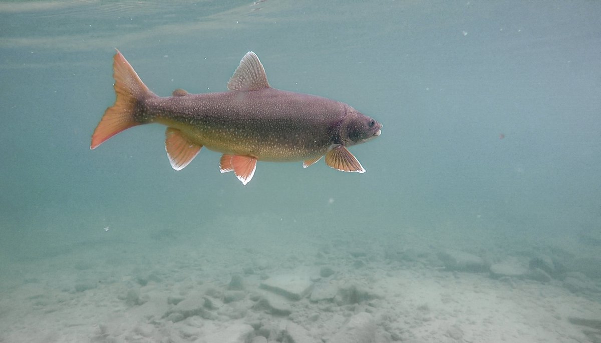 Tracking Arctic Char And Lake Trout In The High Arctic Arctic Focus