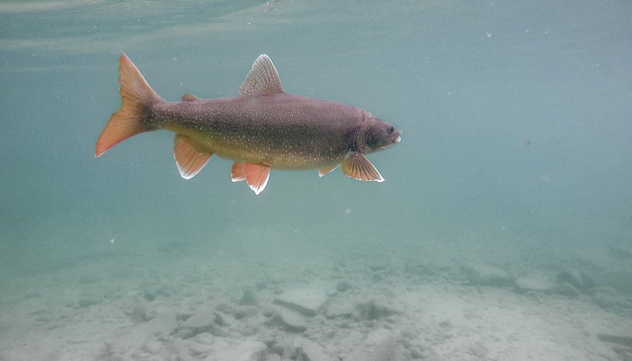 Tracking Arctic Char and Lake Trout in the High Arctic