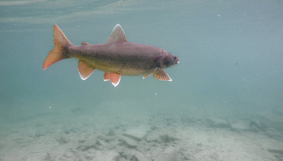 FISHING CANADA'S ARCTIC CHAR.