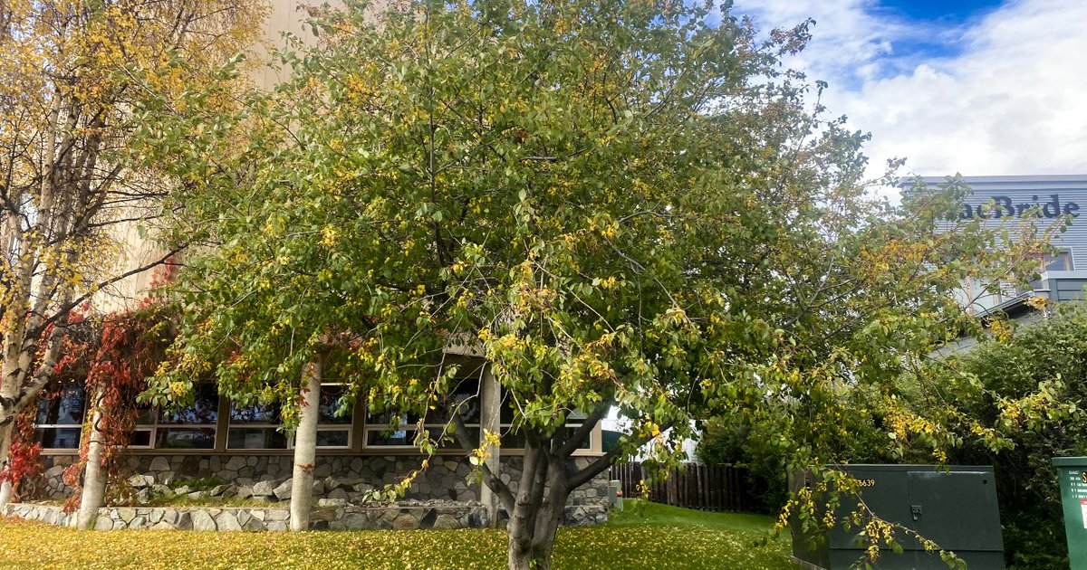Mayday trees the beautiful bullies of the North | Arctic Focus