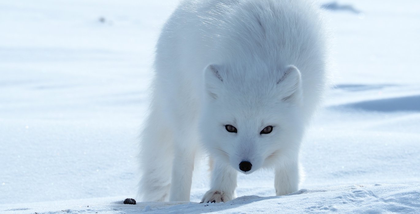 Arctic Foxes Face The Consequences Of Climate Change Arctic Focus