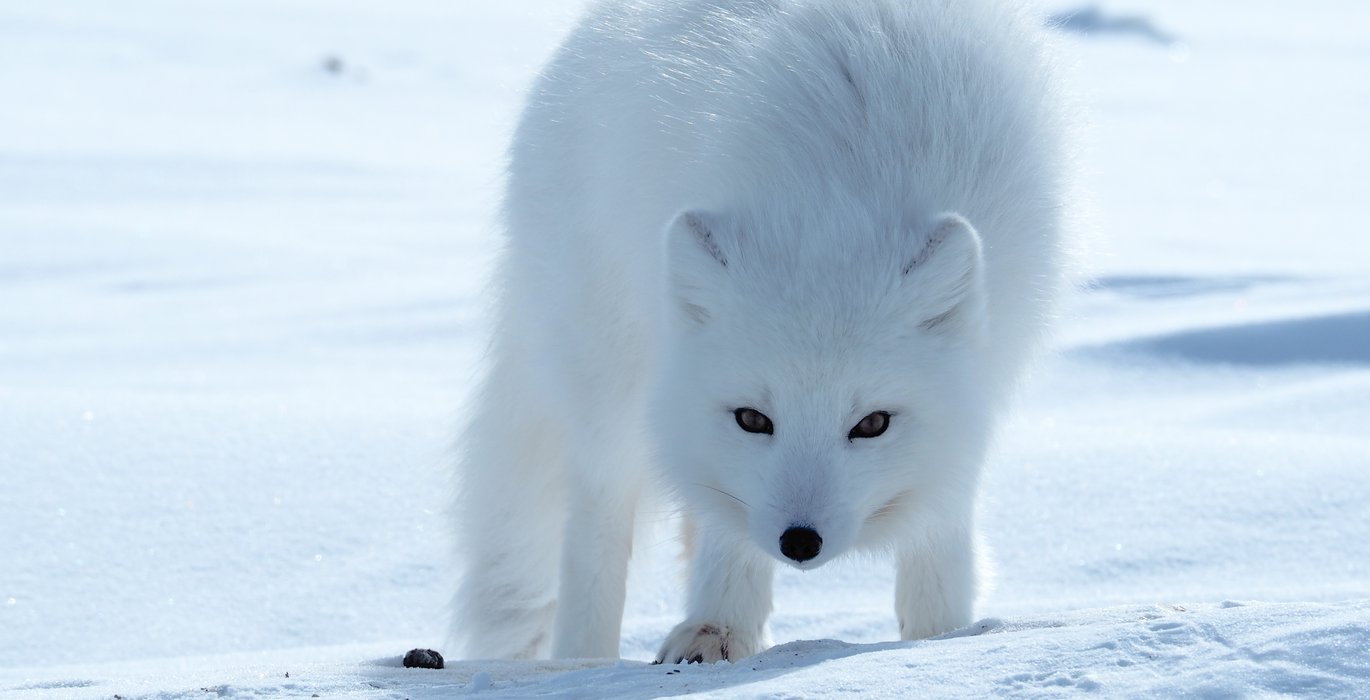 Arctic Fox