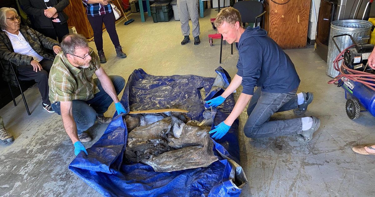 Miners Unearth Impeccably Preserved Baby Woolly Mammoth in Yukon | Arctic Focus