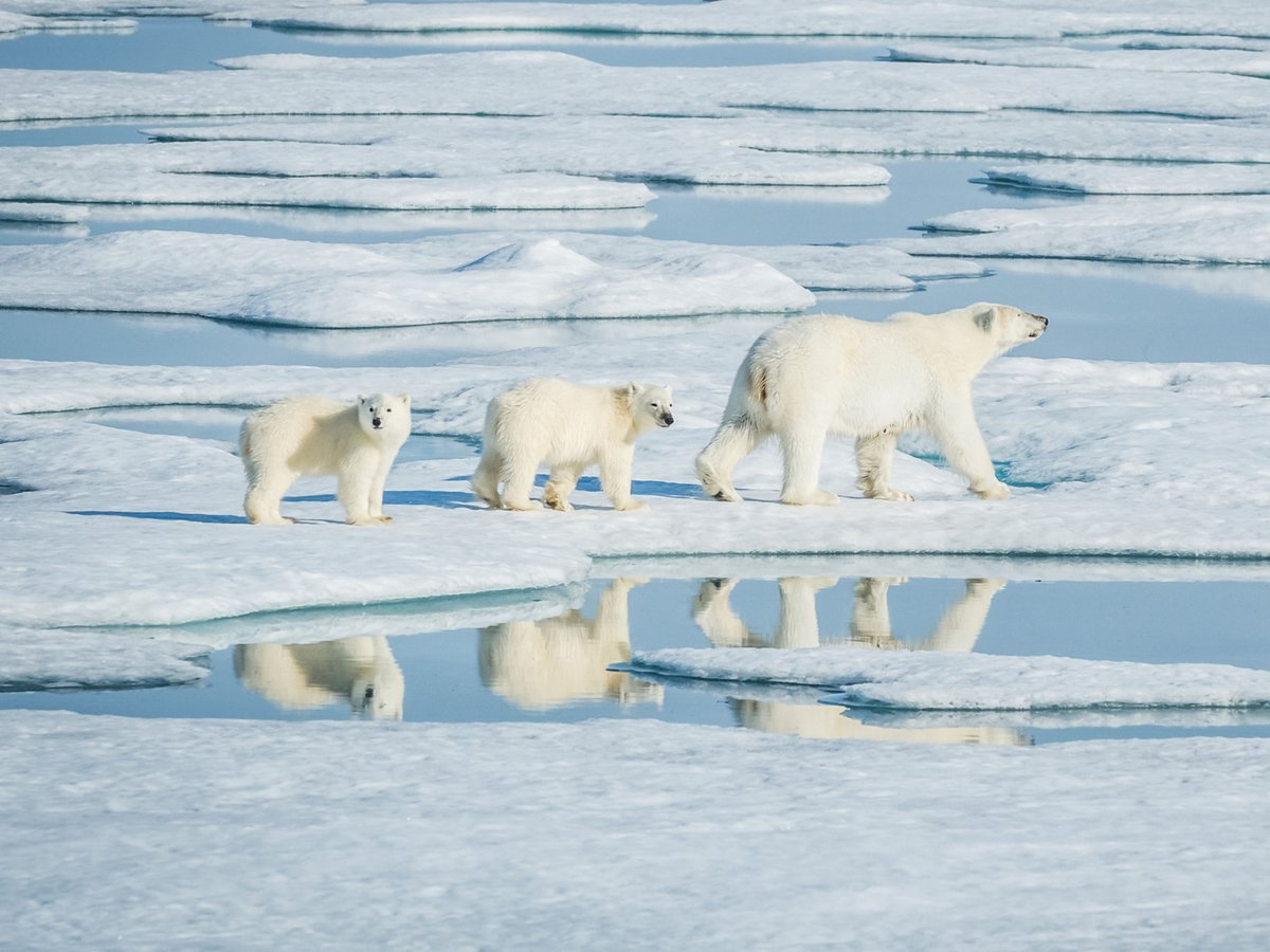 the-global-importance-of-arctic-sea-ice-and-the-health-of-the-arctic