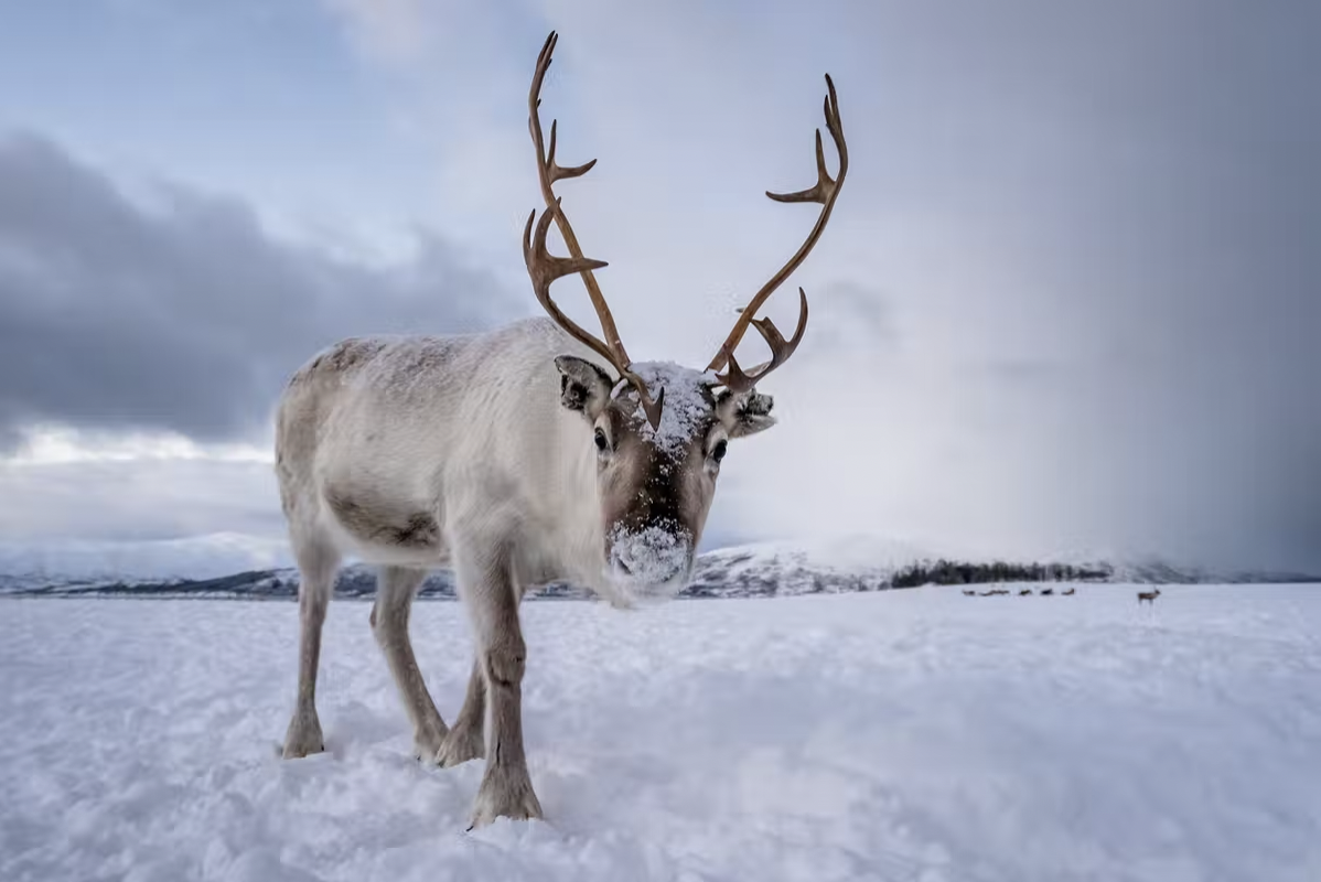 How reindeer eyes transform in winter to give them twilight vision ...