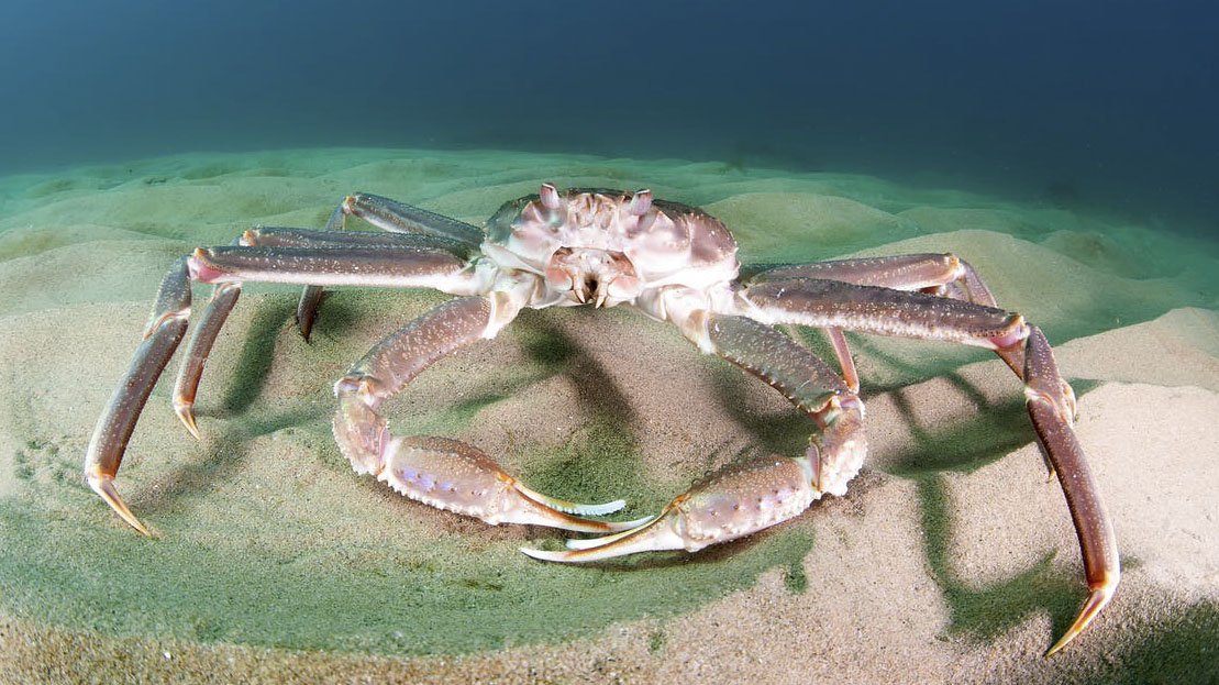 Snow Crabs and the Complexities of Climate Change Arctic Focus